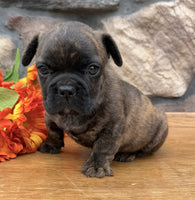 French Bulldog