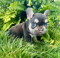 French Bulldog