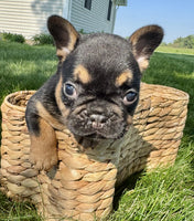  French Bulldog
