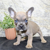 French Bulldog