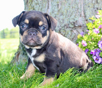 French Bulldog