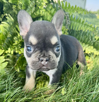 French Bulldog