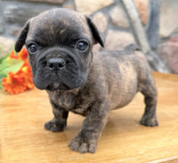 French Bulldog