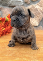 French Bulldog