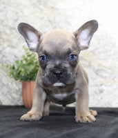 French Bulldog
