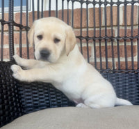 Labrador Retriever
