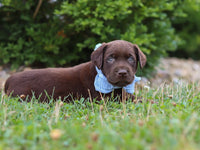 Labrador Retriever