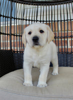 Labrador Retriever