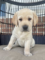 Labrador Retriever