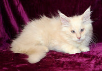 Maine Coon