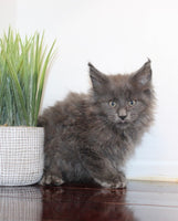 Maine Coon