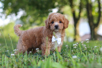 Maltipoo