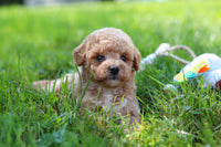 Maltipoo