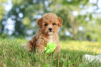 Maltipoo