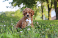 Maltipoo