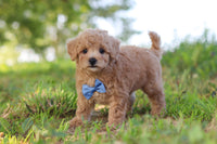 Maltipoo