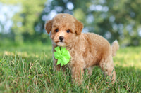Maltipoo