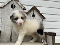 Mini Aussiedoodle