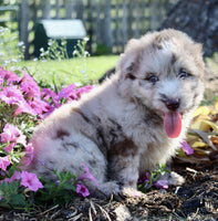 Mini Aussiedoodle
