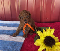 Mini Poodle