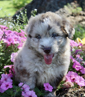 Mini Aussiedoodle