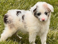 Mini Aussiedoodle