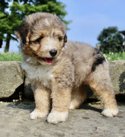 Mini Aussiepoo
