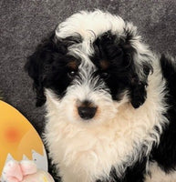 Mini Bernedoodle