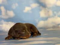 Mini Dachshund