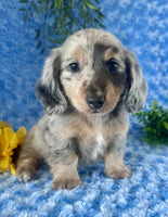 Mini Dachshund