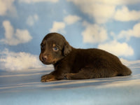 Mini Dachshund