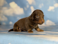 Mini Dachshund