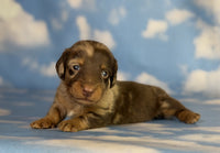 Mini Dachshund