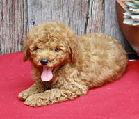Mini Poodle
