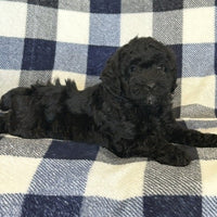  Mini Poodle