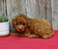 Mini Poodle