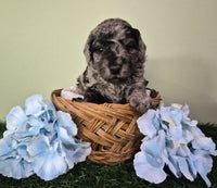 Mini Poodle