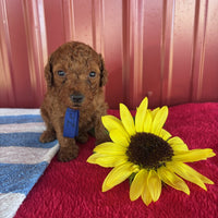 Mini Poodle