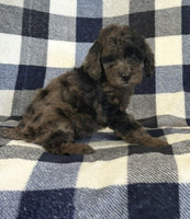  Mini Poodle