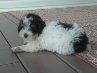 Mini Poodle