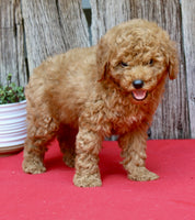 Mini Poodle