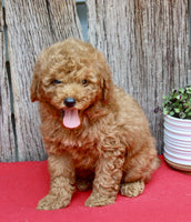 Mini Poodle