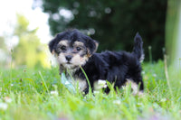 Morkie