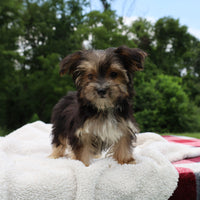 Morkie