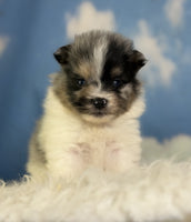 Pomeranian 