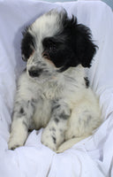 Portuguese Water Dog