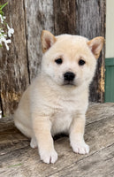 Shiba Inu