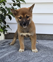  Shiba Inu