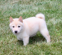 Shiba Inu