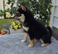 Shiba Inu